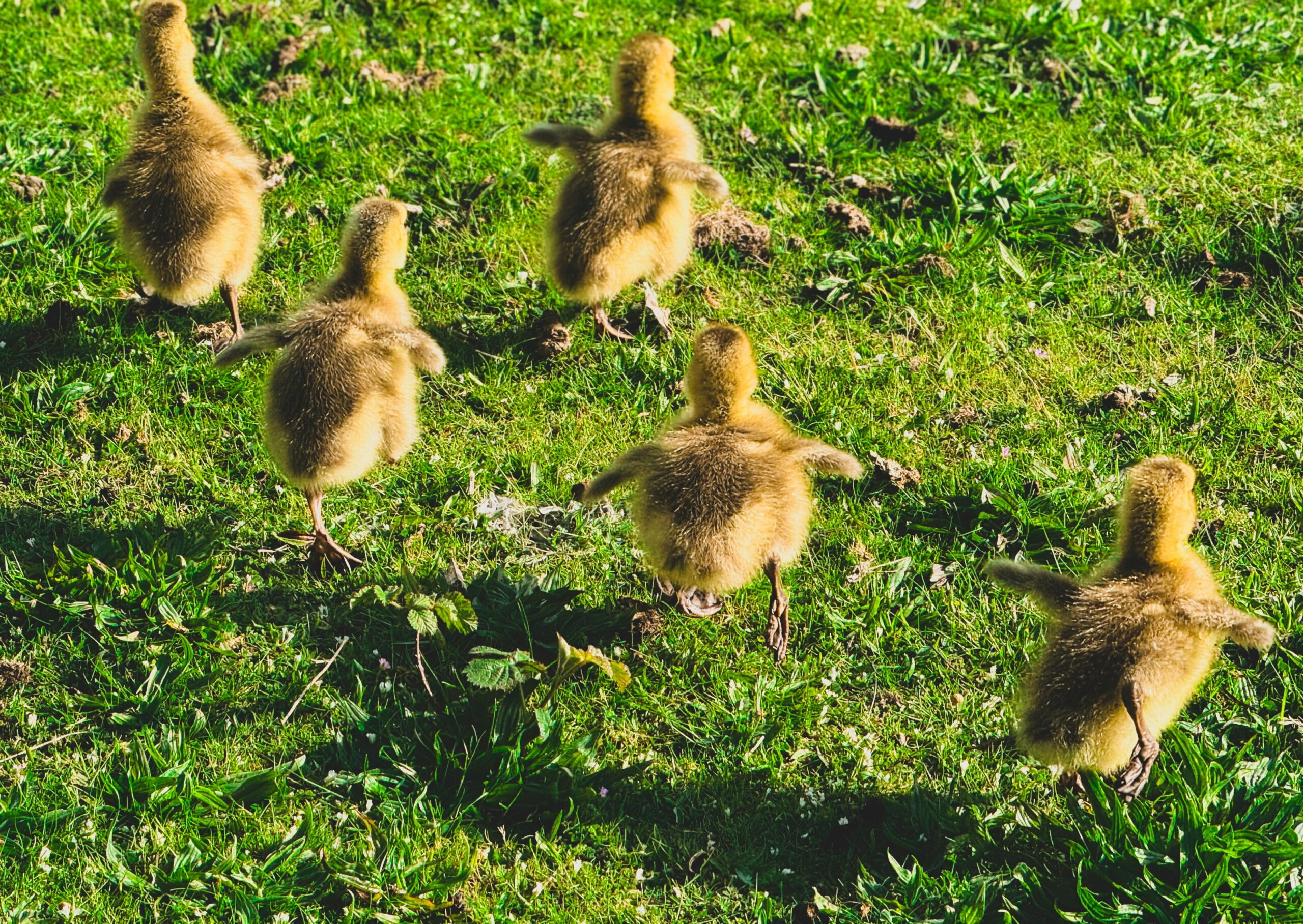 Five baby ducks running away from the camera across grass