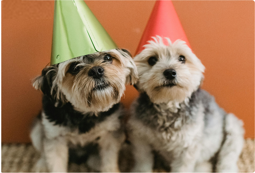 two cute dogs wearing pointy party hats