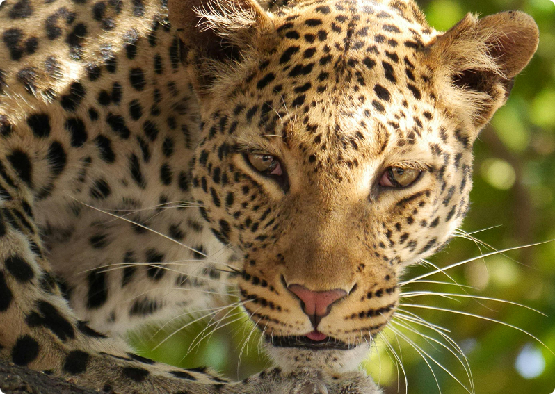 Close up shot of a jaguar outside, staring into the camera